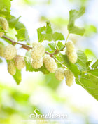 White Mulberry – 50 Seeds