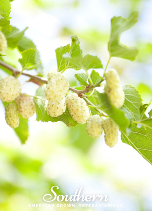 White Mulberry – 50 Seeds