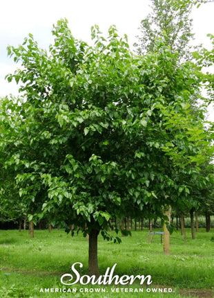 White Mulberry – 50 Seeds