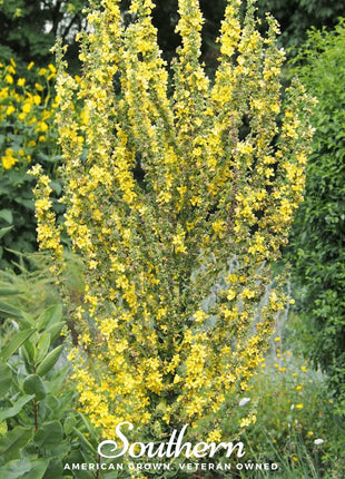 Greek Mullein – 100 Seeds