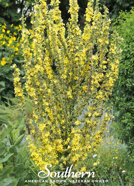 Greek Mullein – 100 Seeds