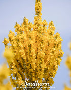 Greek Mullein – 100 Seeds