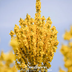 Collection image for: Mullein