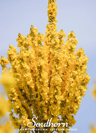 Greek Mullein – 100 Seeds