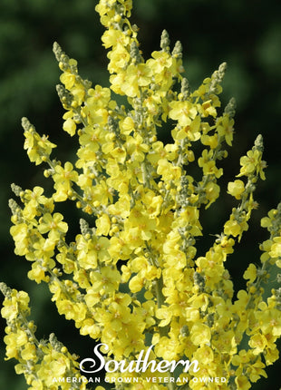 Greek Mullein – 100 Seeds