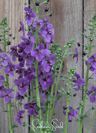 Purple Mullein – 50 Seeds
