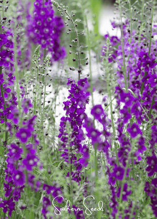 Purple Mullein – 50 Seeds
