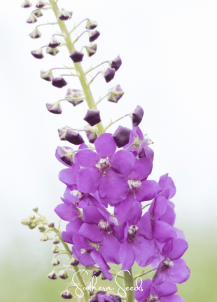 Purple Mullein – 50 Seeds