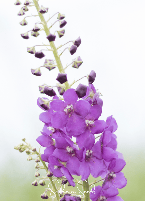 Purple Mullein – 50 Seeds
