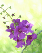 Purple Mullein – 50 Seeds