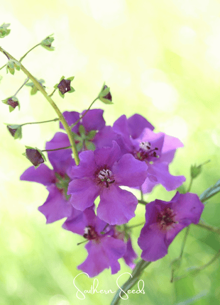 Purple Mullein – 50 Seeds