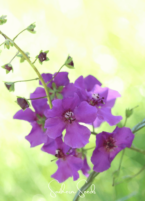Purple Mullein – 50 Seeds