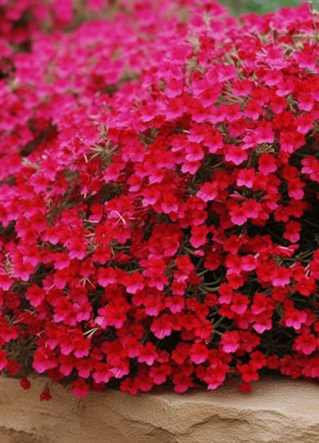 Cascade Red Rockcress – 50 Seeds