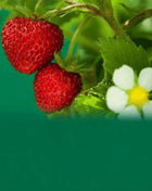 Wild Red Strawberry – 200 Seeds