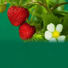 Collection image for: Fruits