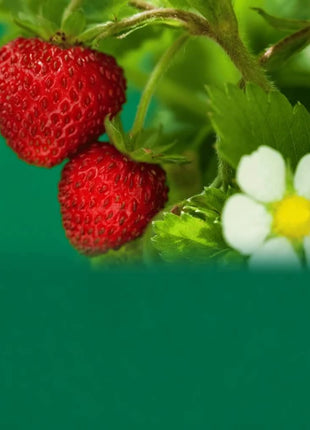 Wild Red Strawberry – 200 Seeds