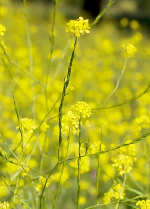 Black Mustard – 500 Seeds