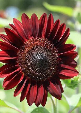 Sunflower Seed Collection – 6 Varieties