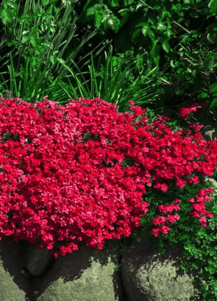 Cascade Red Rockcress – 50 Seeds
