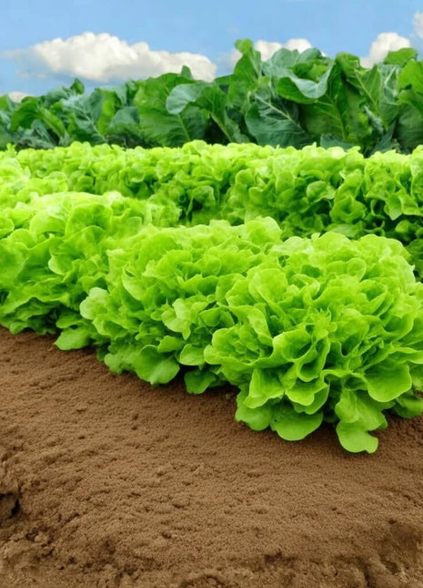 Buttercrunch Lettuce – 500 Seeds