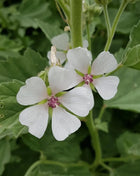Marshmallow – 50 Seeds