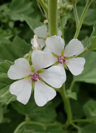 Marshmallow – 50 Seeds