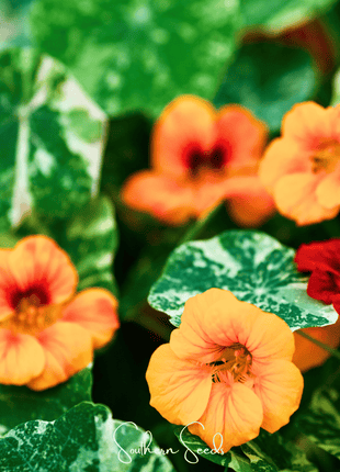 Alaska Mix Nasturtium – 25 Seeds