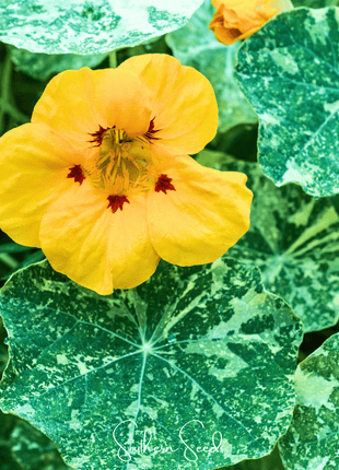Alaska Mix Nasturtium – 25 Seeds