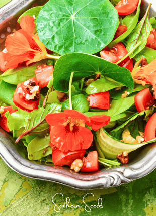 Alaska Mix Nasturtium – 25 Seeds
