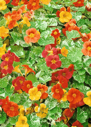 Alaska Mix Nasturtium – 25 Seeds