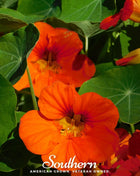 Empress of India Nasturtium – 25 Seeds