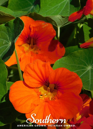 Empress of India Nasturtium – 25 Seeds