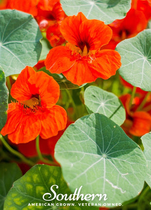 Empress of India Nasturtium – 25 Seeds