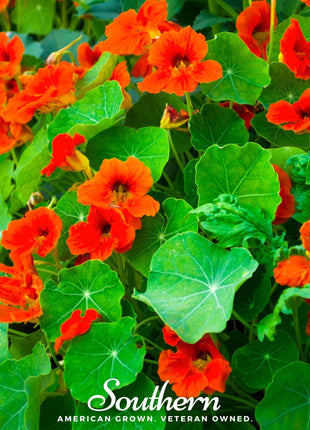 Empress of India Nasturtium – 25 Seeds