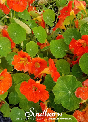 Empress of India Nasturtium – 25 Seeds