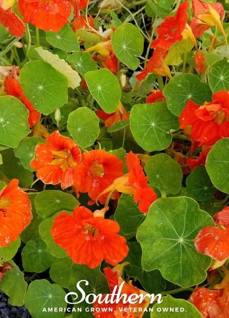 Empress of India Nasturtium – 25 Seeds