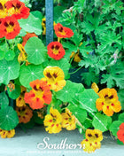 Jewel Nasturtium Mix – 25 Seeds