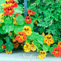 Collection image for: Nasturtium