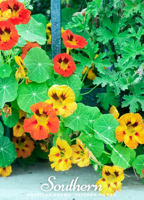 Jewel Nasturtium Mix – 25 Seeds