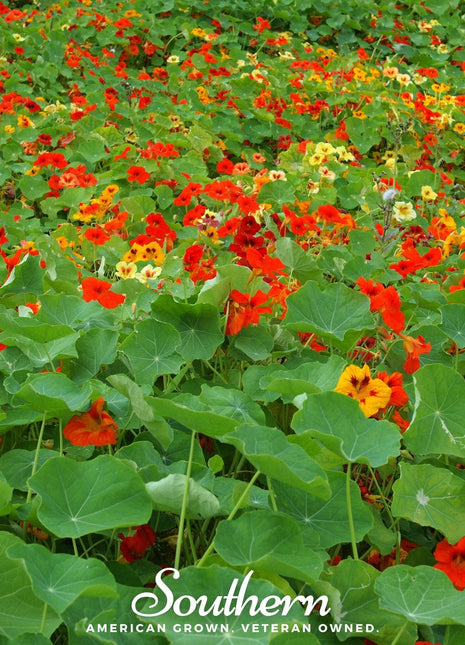 Jewel Nasturtium Mix – 25 Seeds