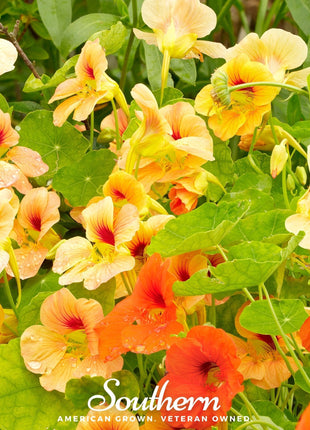Jewel Nasturtium Mix – 25 Seeds