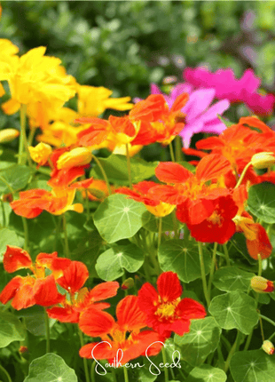 Tom Thumb Dwarf Nasturtium – 25 Seeds