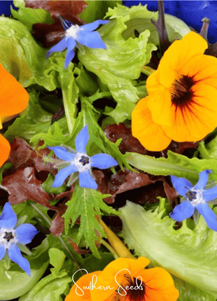 Tom Thumb Dwarf Nasturtium – 25 Seeds