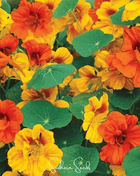 Tom Thumb Dwarf Nasturtium – 25 Seeds