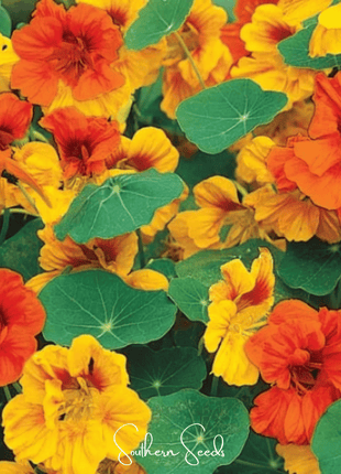 Tom Thumb Dwarf Nasturtium – 25 Seeds
