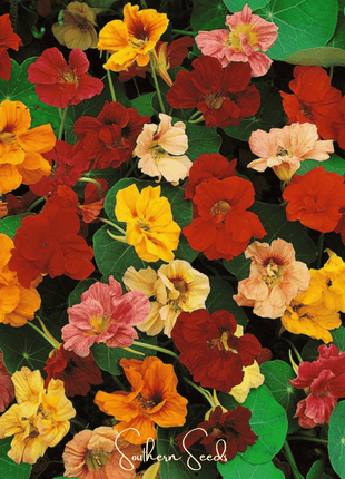 Tom Thumb Dwarf Nasturtium – 25 Seeds
