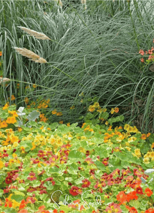 Tom Thumb Dwarf Nasturtium – 25 Seeds