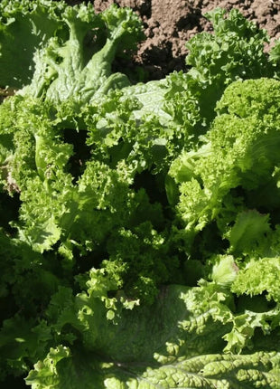 Southern Giant Mustard – 250 Seeds
