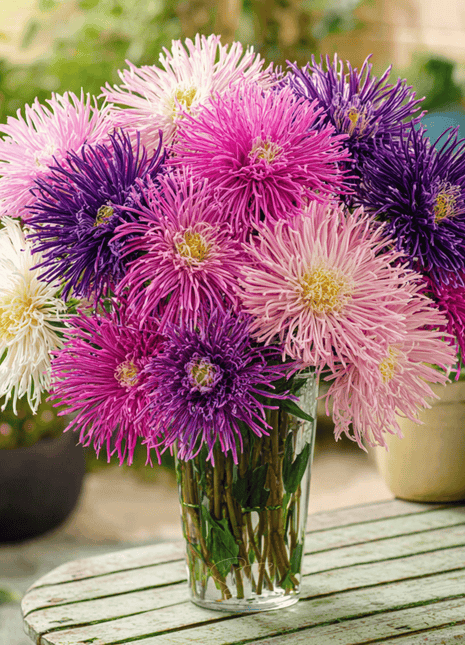 Needle Mix Aster – 50 Seeds