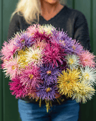 Needle Mix Aster – 50 Seeds